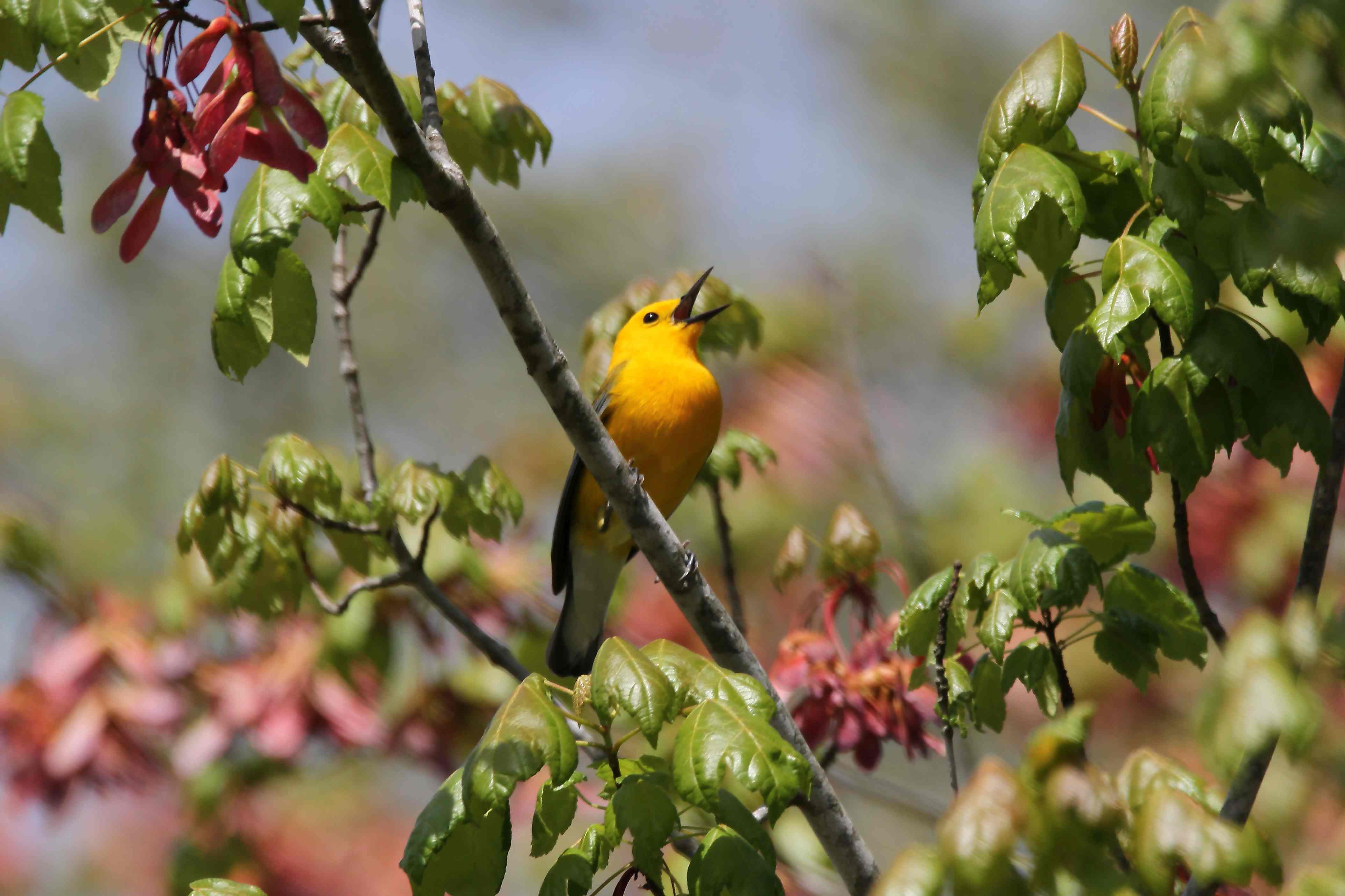 Duane-Loveland_Brecks-Mil-on-Brandywine